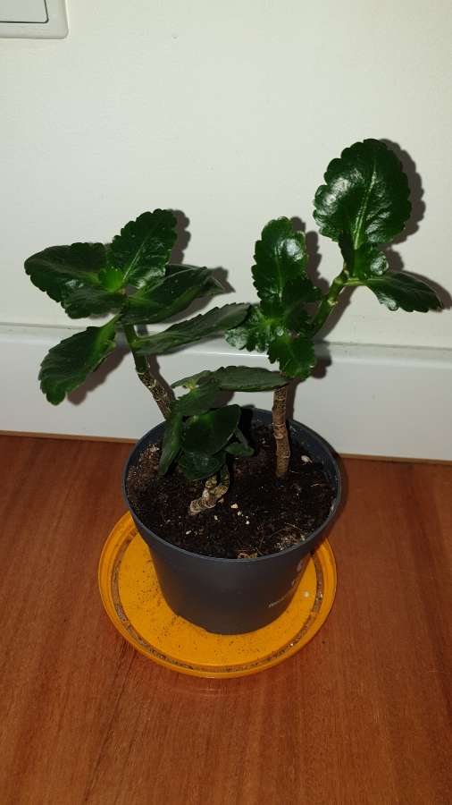 Kalanchoe kwitnące na pomarańczowo 2