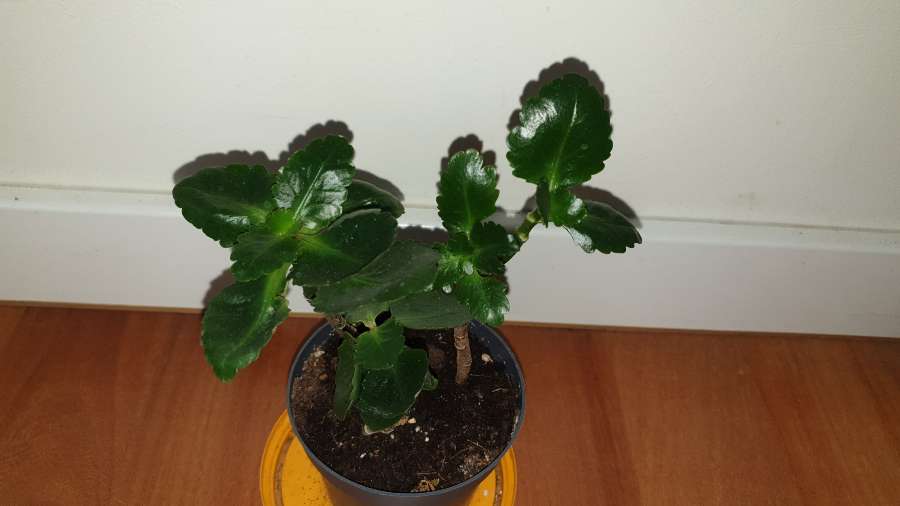 Kalanchoe kwitnące na pomarańczowo 3