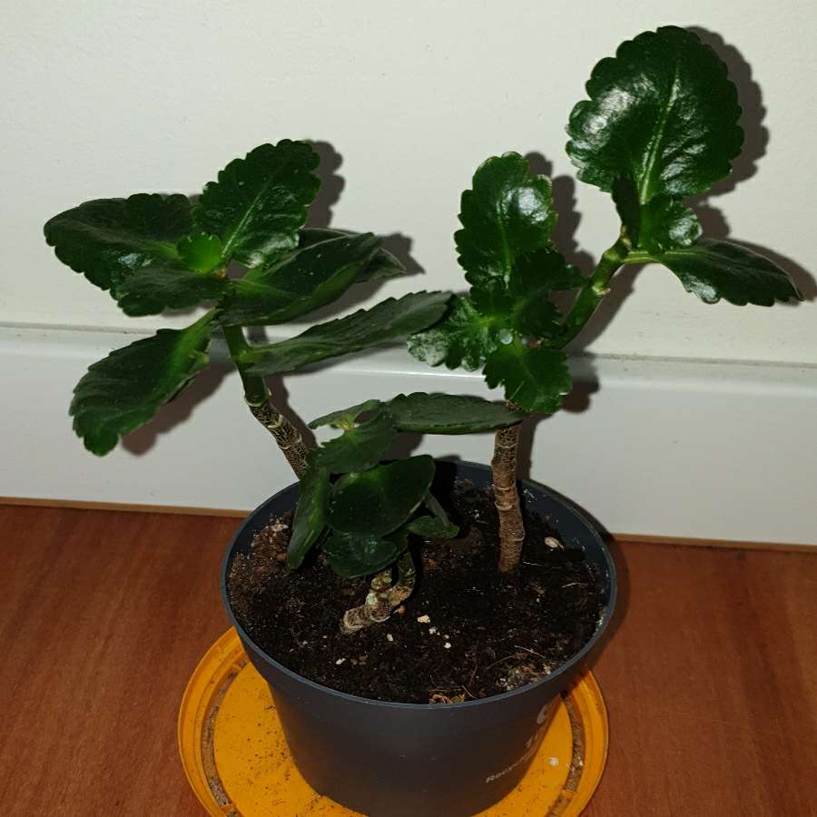 Kalanchoe kwitnące na pomarańczowo
