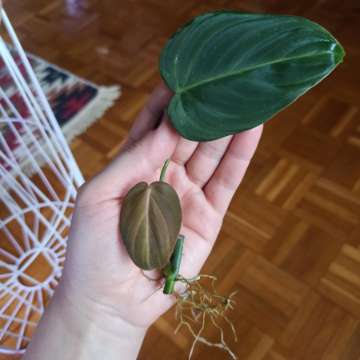 Philodendron Glorious