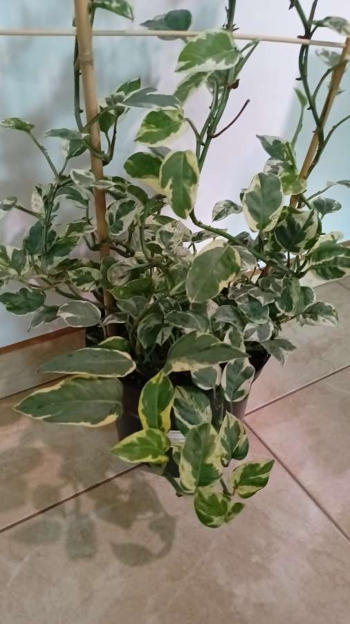 Epipremnum Pearls and Jade 3