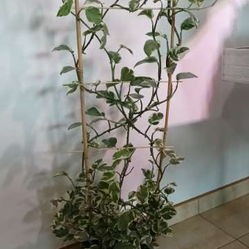 Epipremnum Pearls and Jade