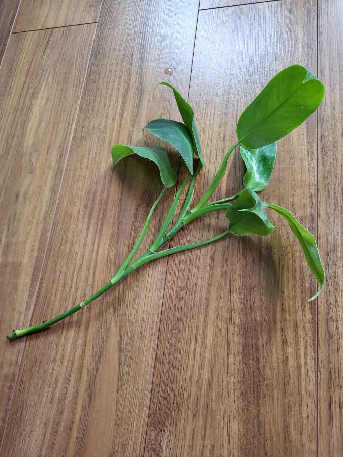 Philodendron jose buono 3