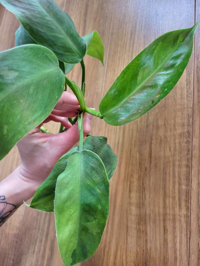 Philodendron jose buono 2