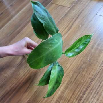 Philodendron jose buono