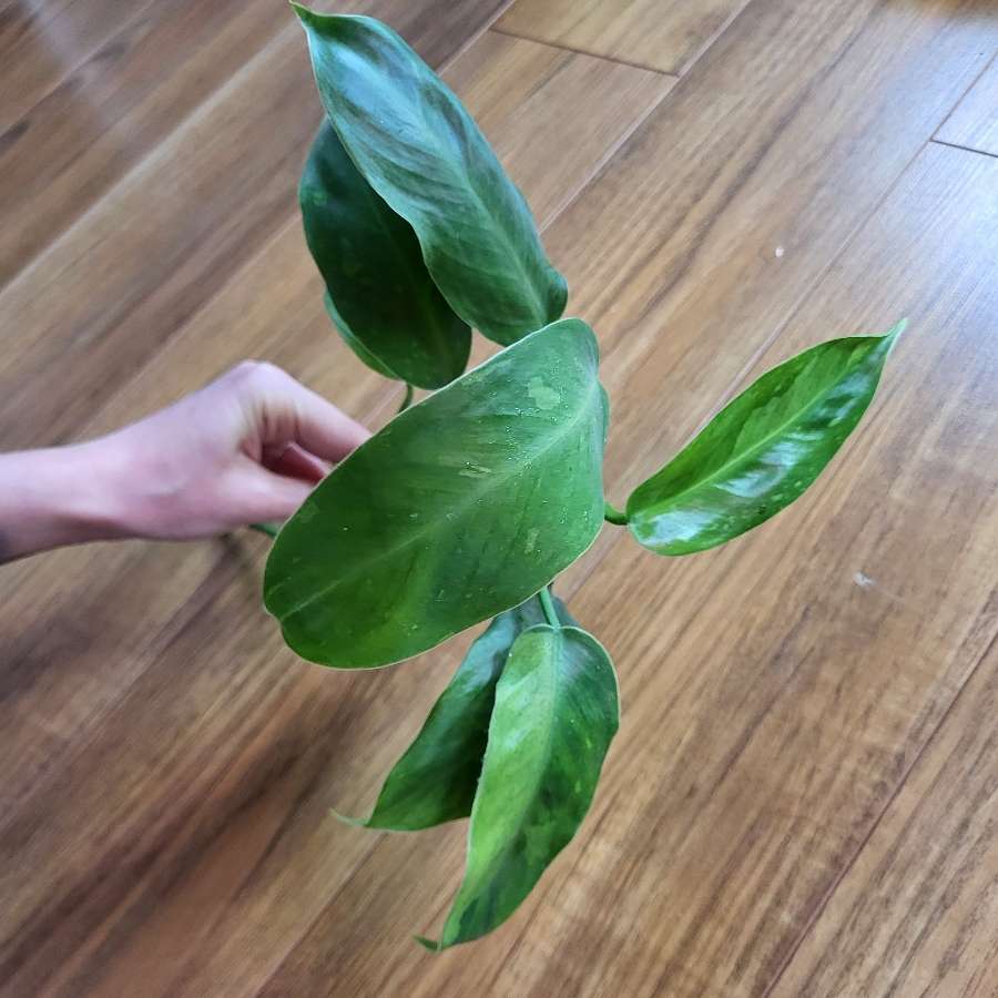 Philodendron jose buono