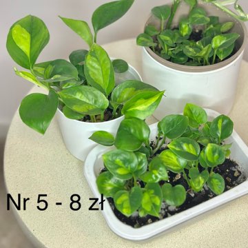 Epi Global Green [nr 5 - 8 zł]