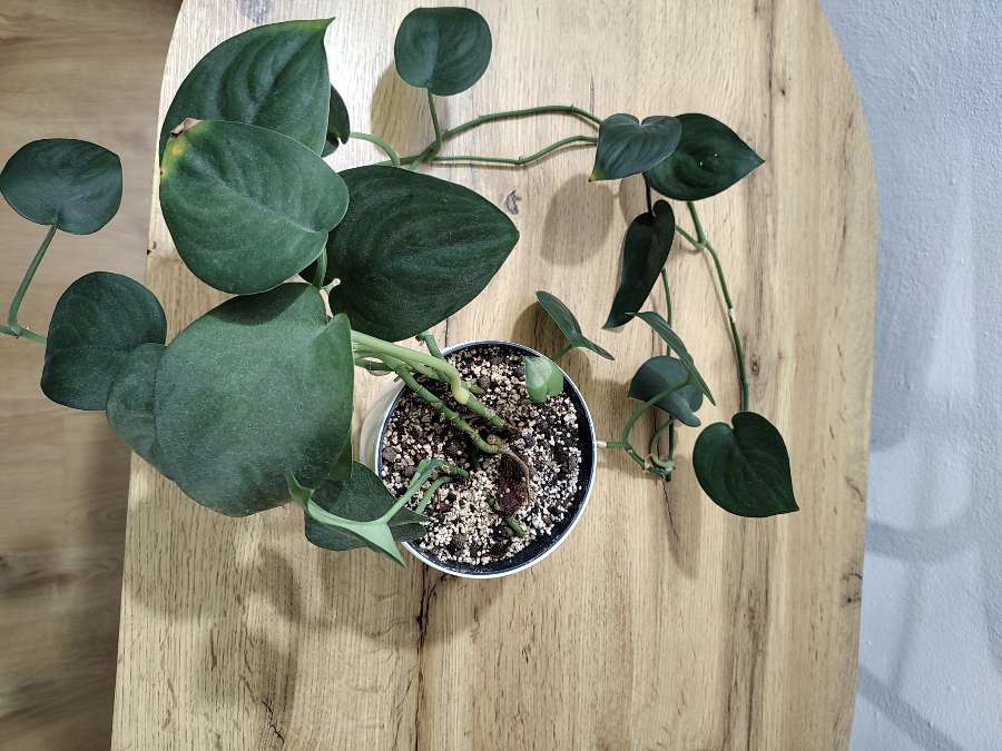 Scindapsus jade satin 4