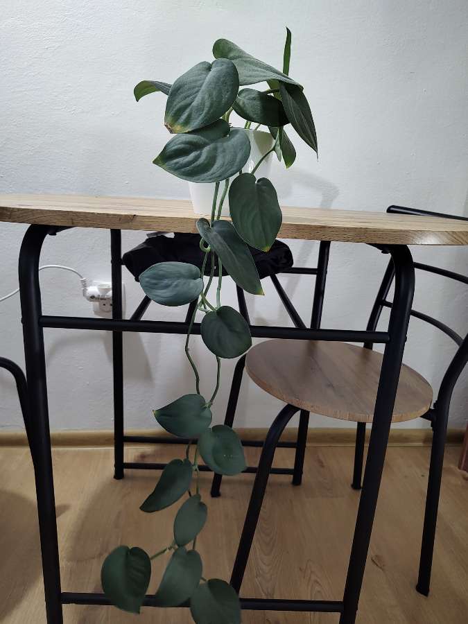 Scindapsus jade satin 3