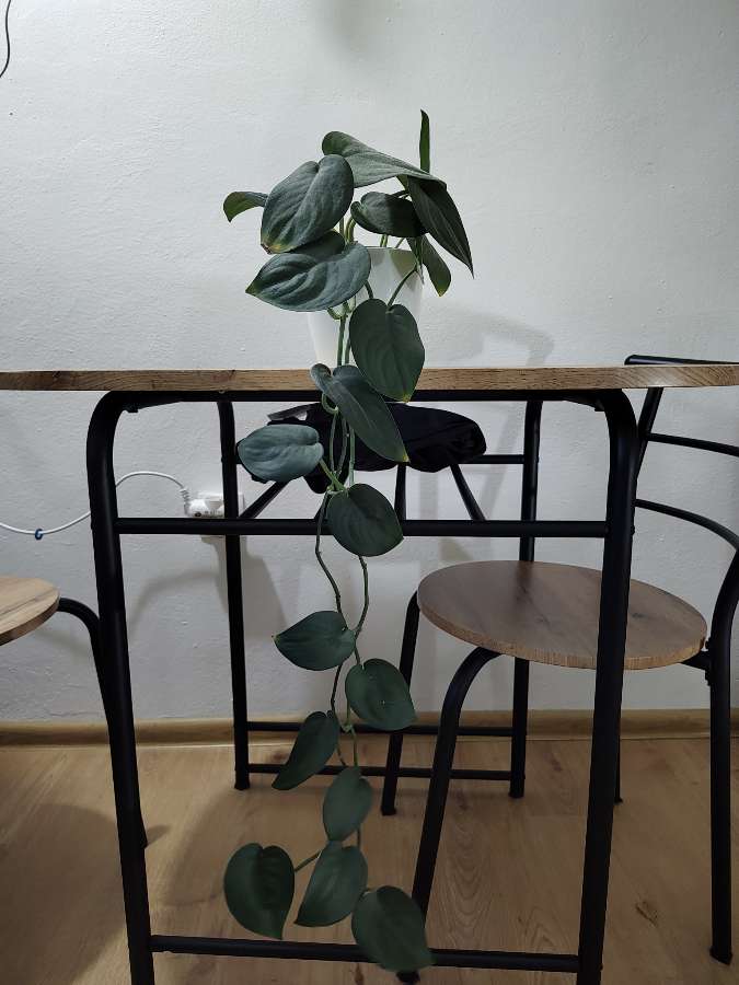 Scindapsus jade satin 2
