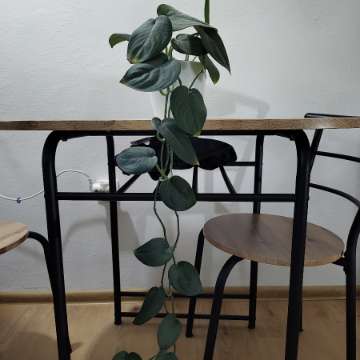 Scindapsus jade satin