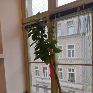 Hibiscus domowy 120 wys