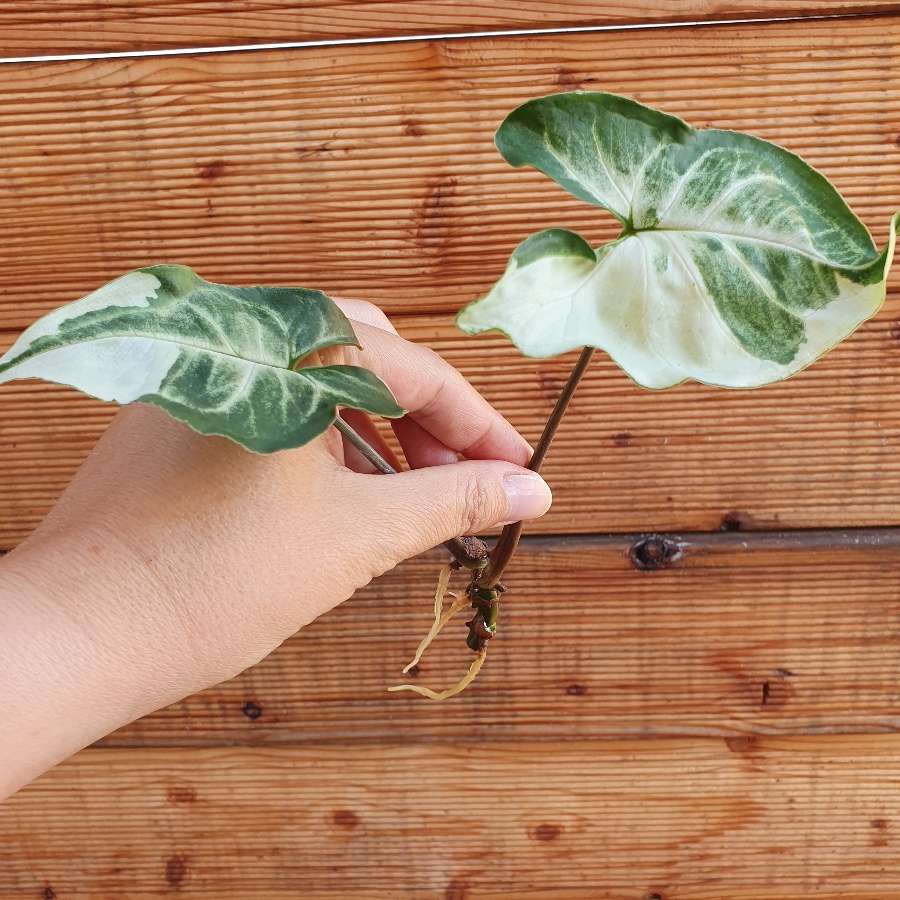 Syngonium Three Kings