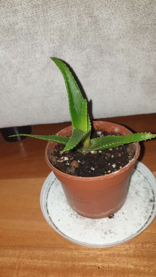 Aloes zielony 2