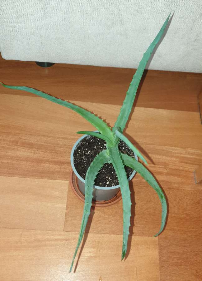 Aloes, roslina rosnąca nr 1 3