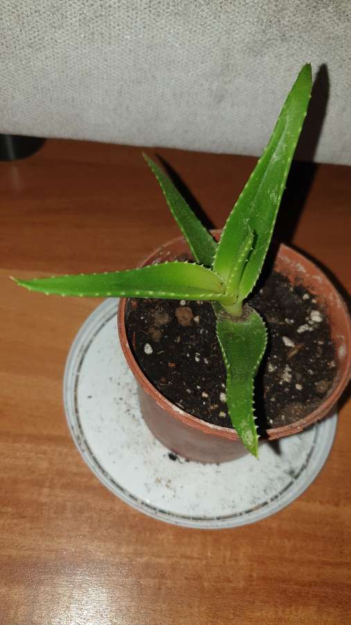 Aloes zielony 3