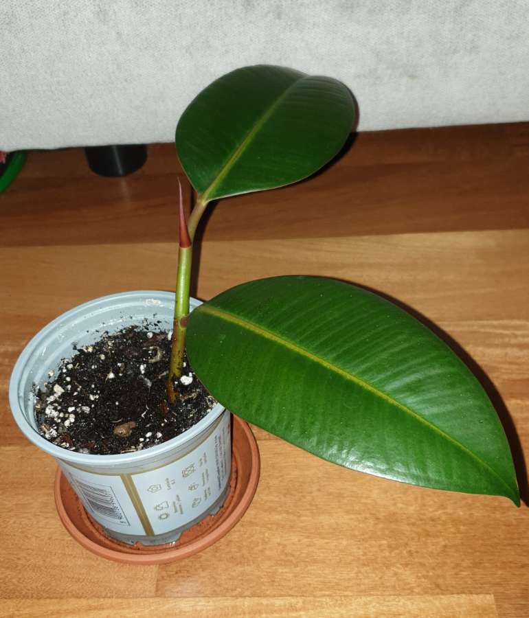 Fikus elastica  3