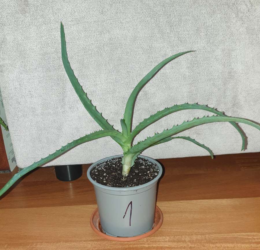 Aloes, roslina rosnąca nr 1 4