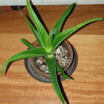 Aloes zielony nr 2