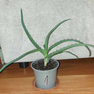 Aloes, roslina rosnąca nr 1