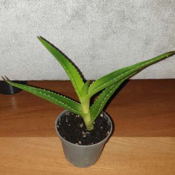 Aloes zielony