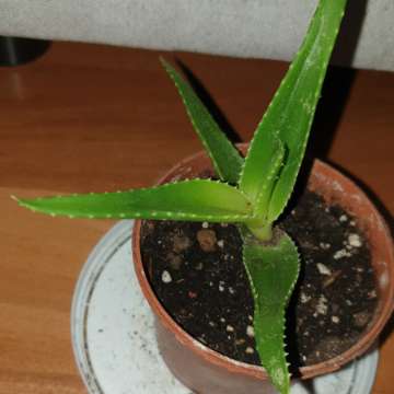 Aloes zielony