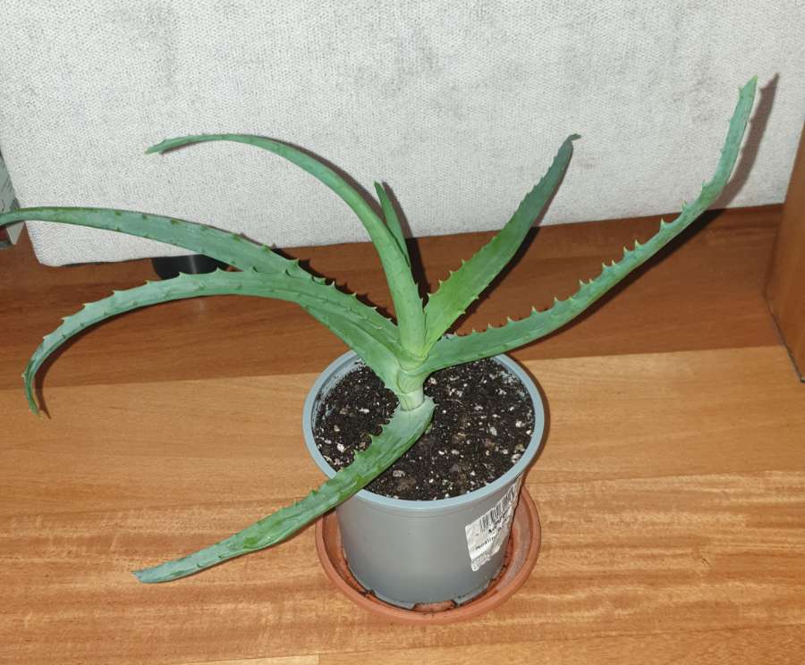 Aloes, roslina rosnąca nr 1 2