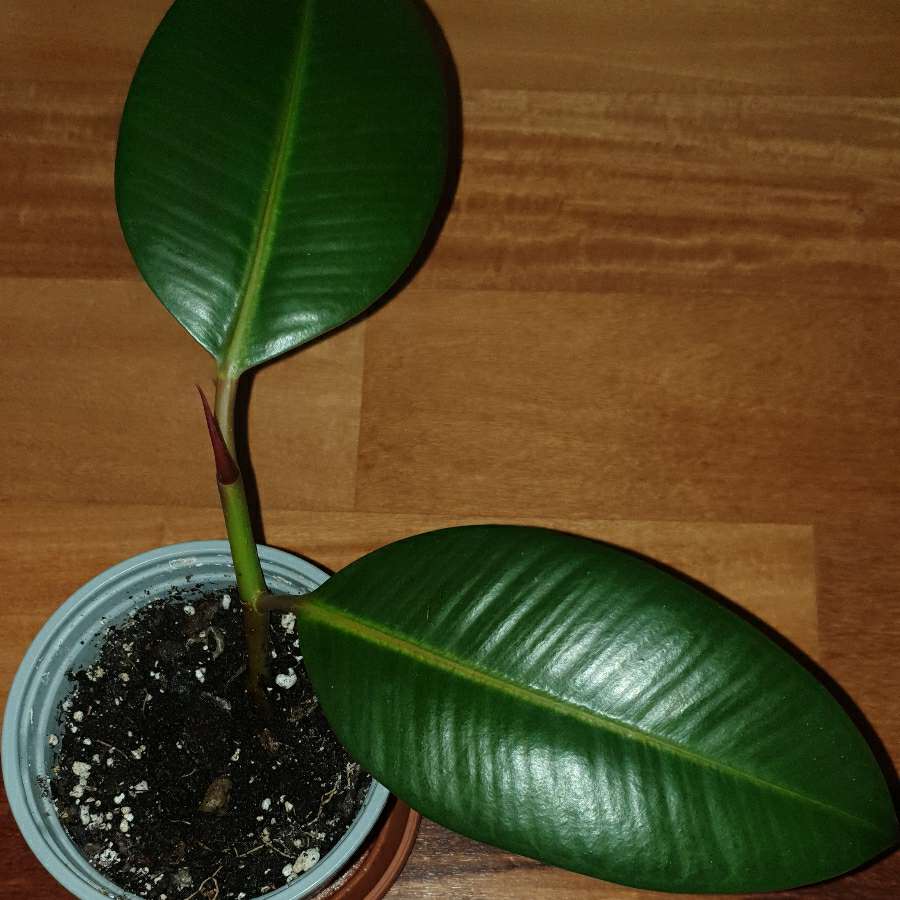 Fikus elastica 