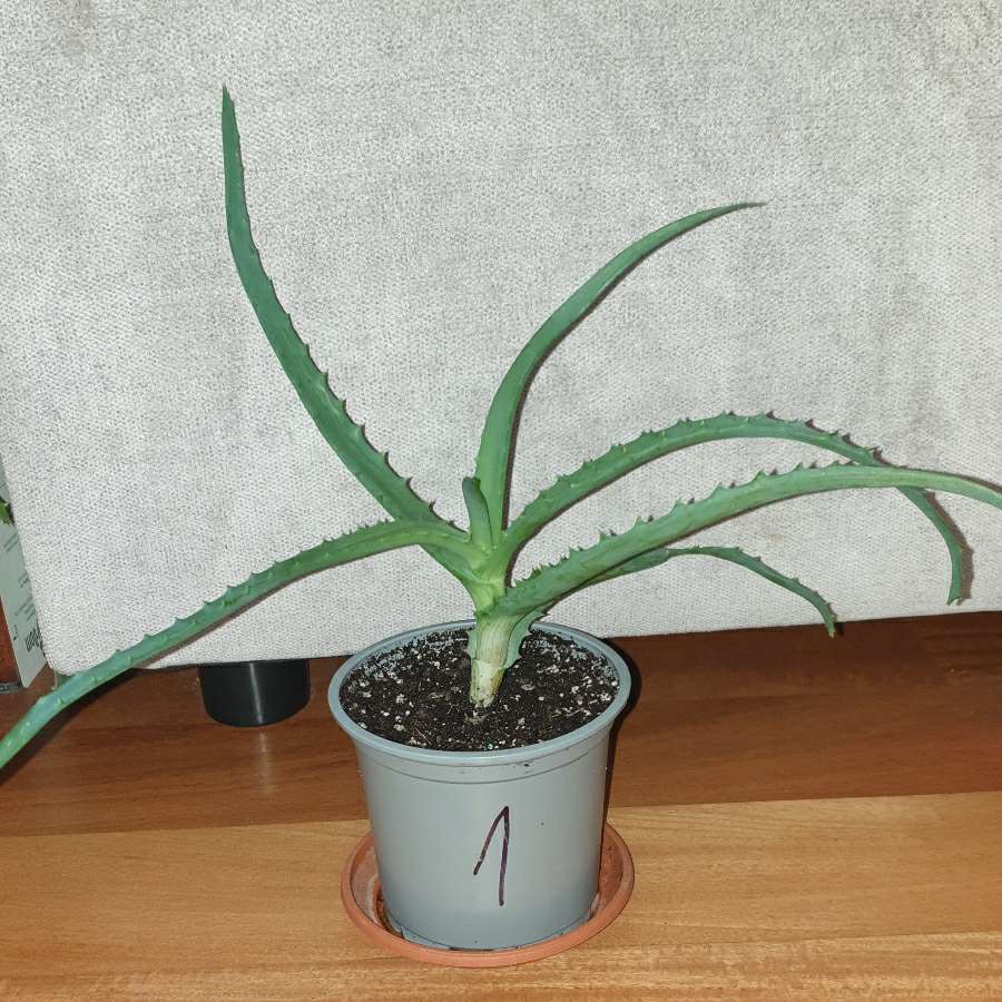 Aloes, roslina rosnąca nr 1