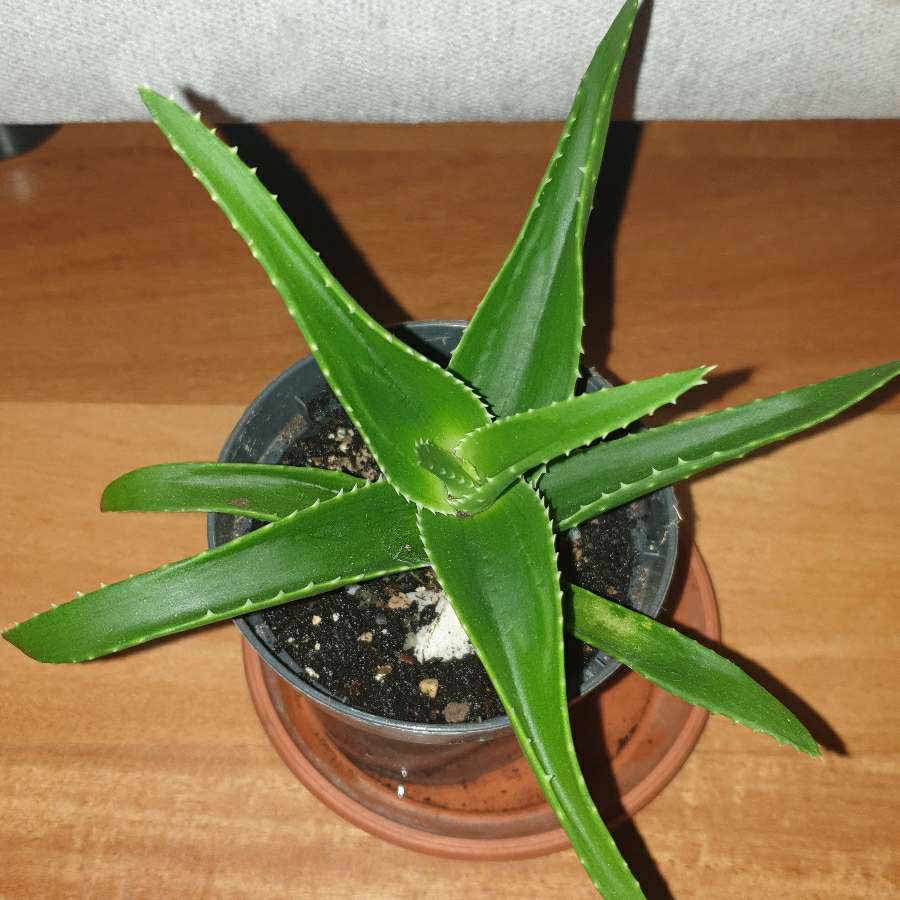 Aloes zielony