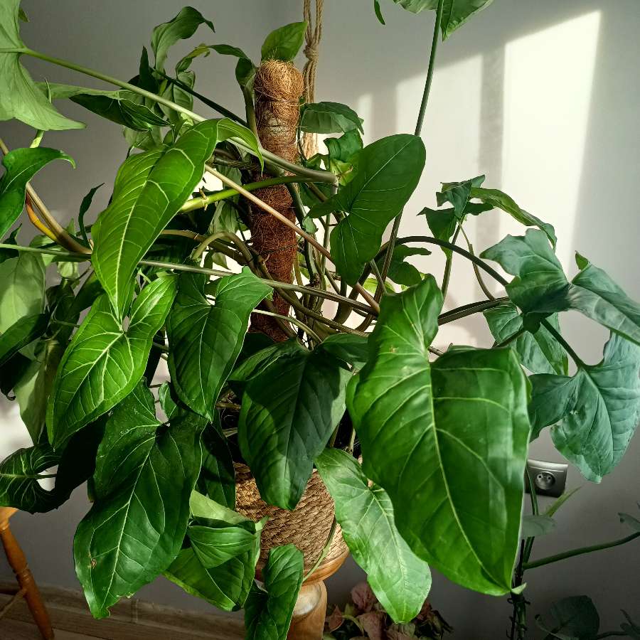Syngonium