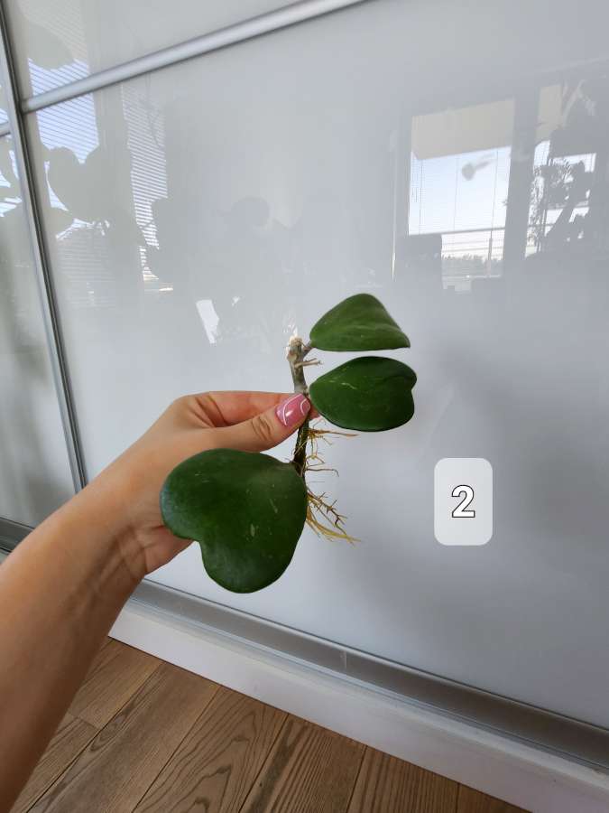 Hoya kerri 3