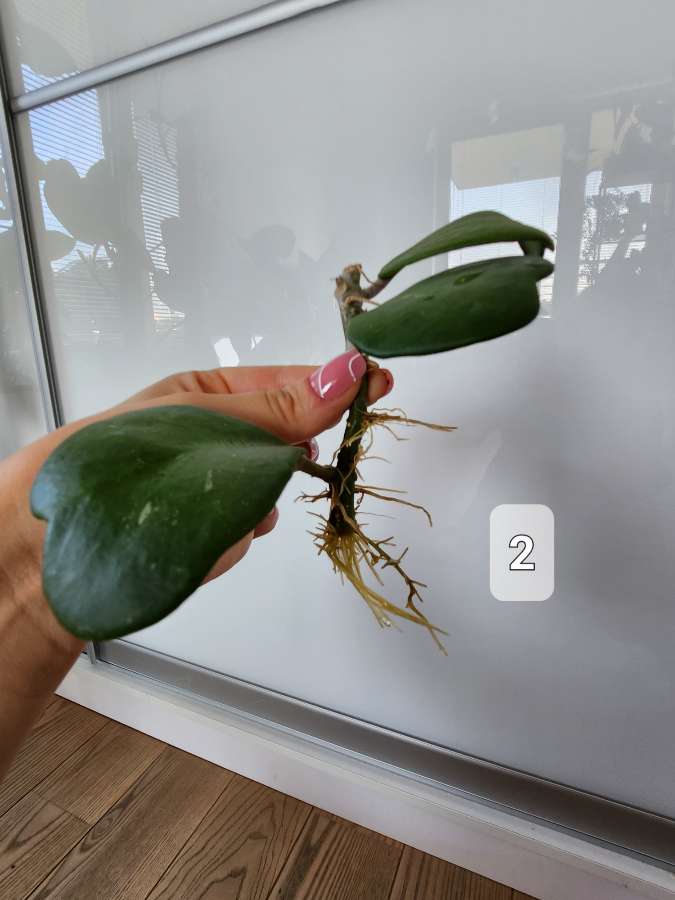 Hoya kerri 4