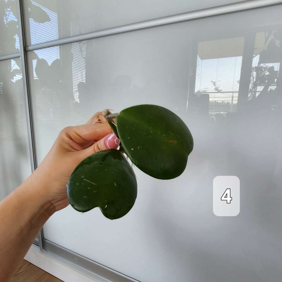 Hoya kerri