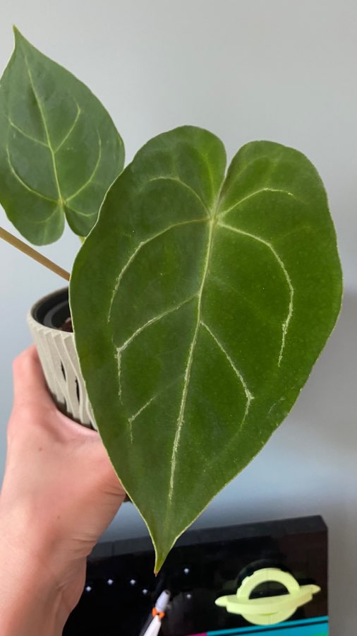 Anthurium Magnificum x 2