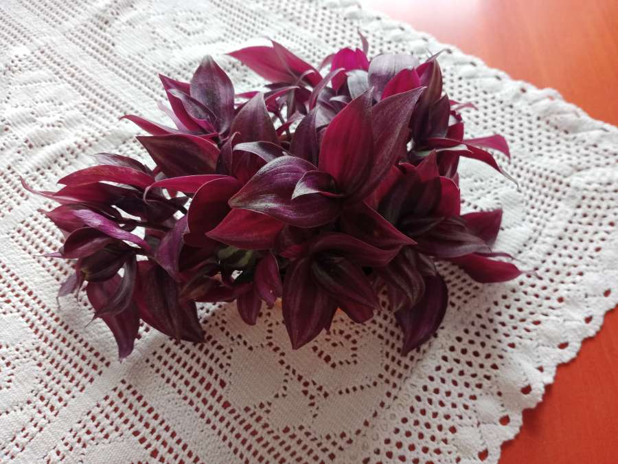 Trzykrotka pasiasta tradescantia zebrina 2