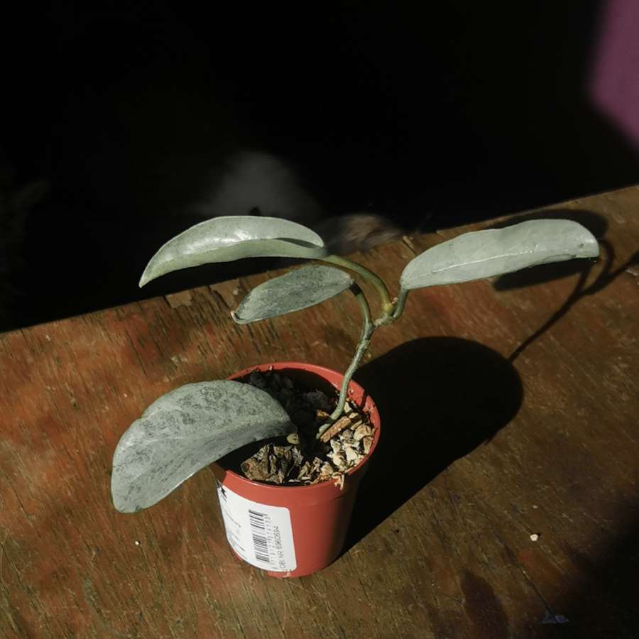 Hoya grey ghost