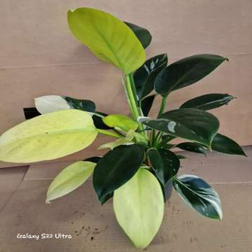 Philodendron Green Princess variegata