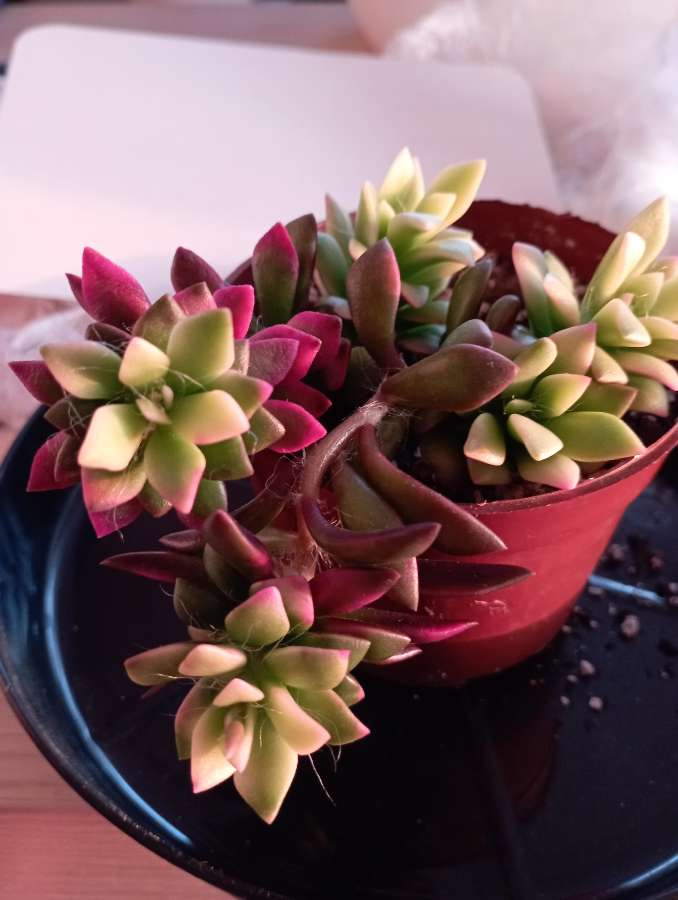Anacampseros rufescens sunrise 2
