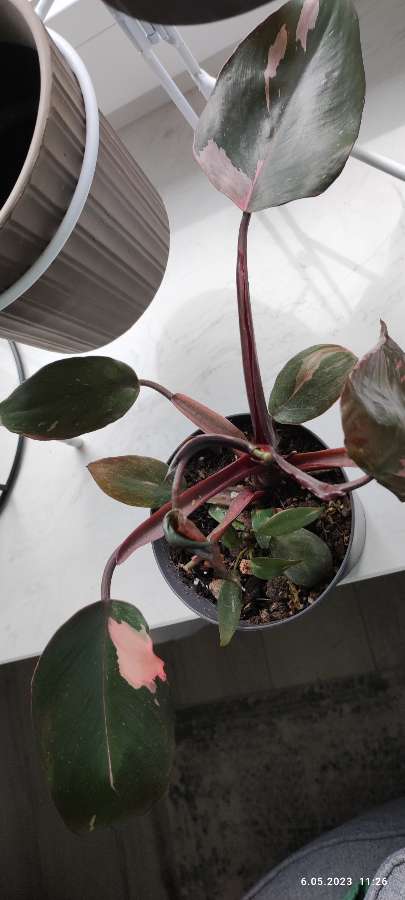 Philodendron Pink princess 5