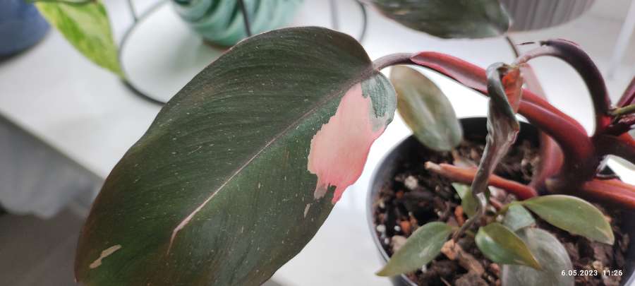 Philodendron Pink princess 4