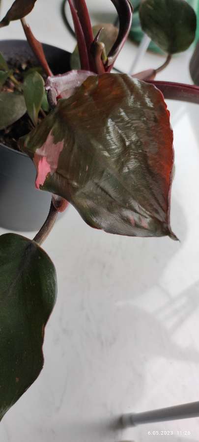 Philodendron Pink princess 3