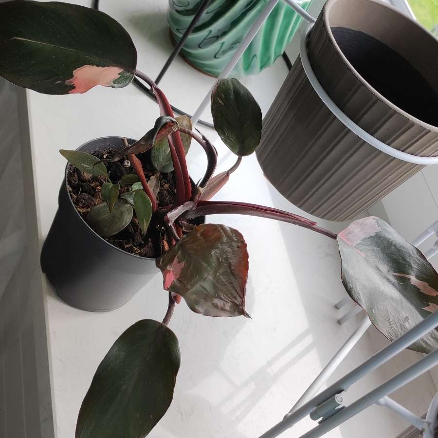 Philodendron Pink princess 1