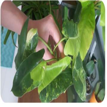 Filodendron burle marx variegata