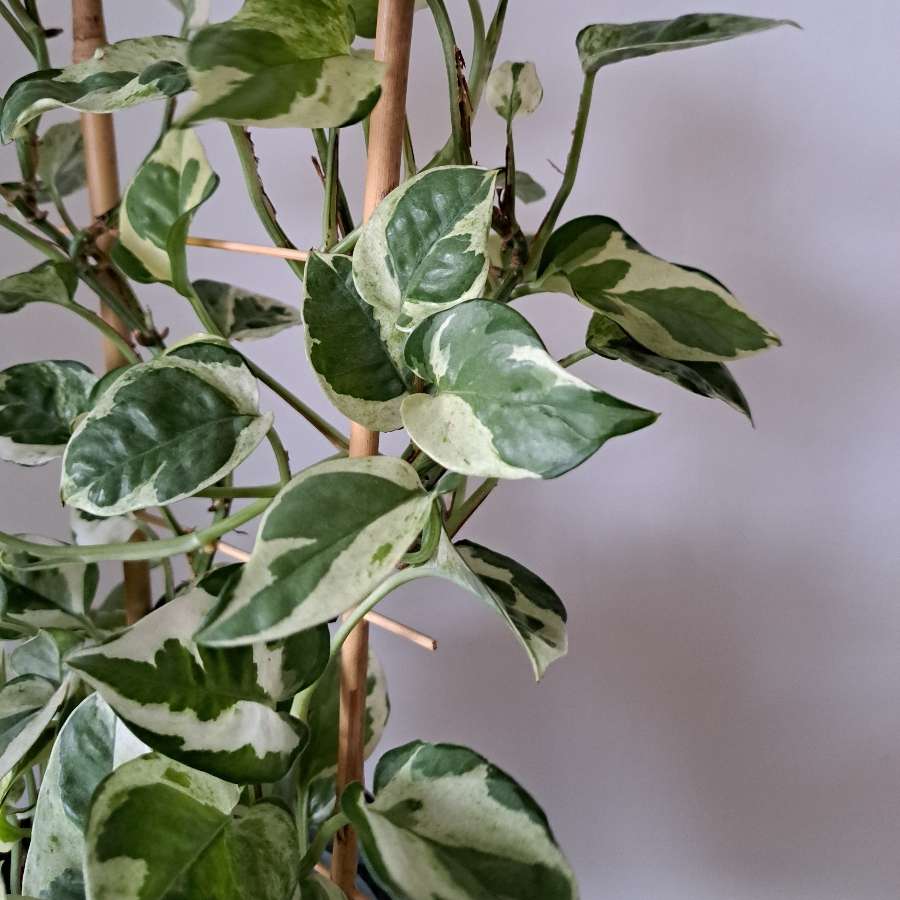 Epipremnum n'joy