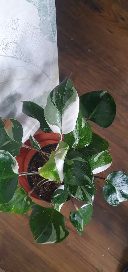 Philodendron White Knight 2