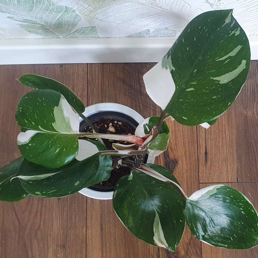 Philodendron White Knight