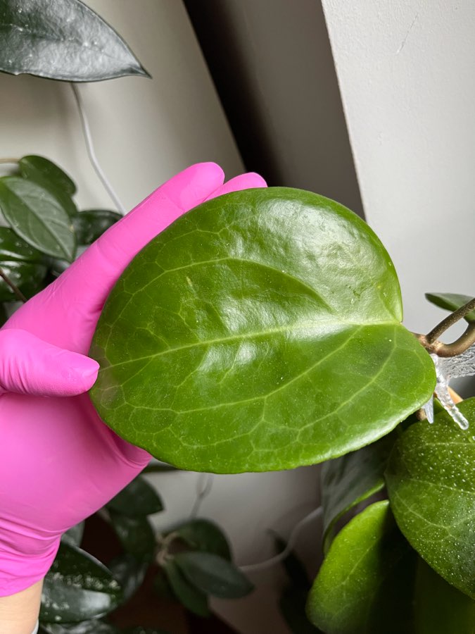 Hoya surigaoensis 1cw 2