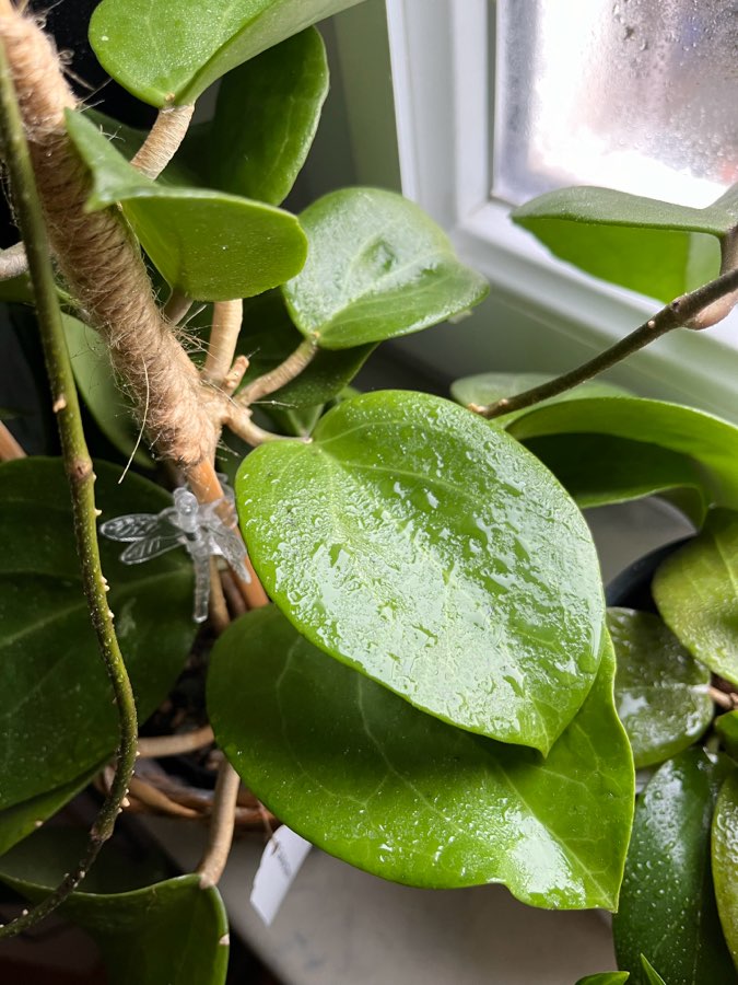 Hoya surigaoensis 1cw 3
