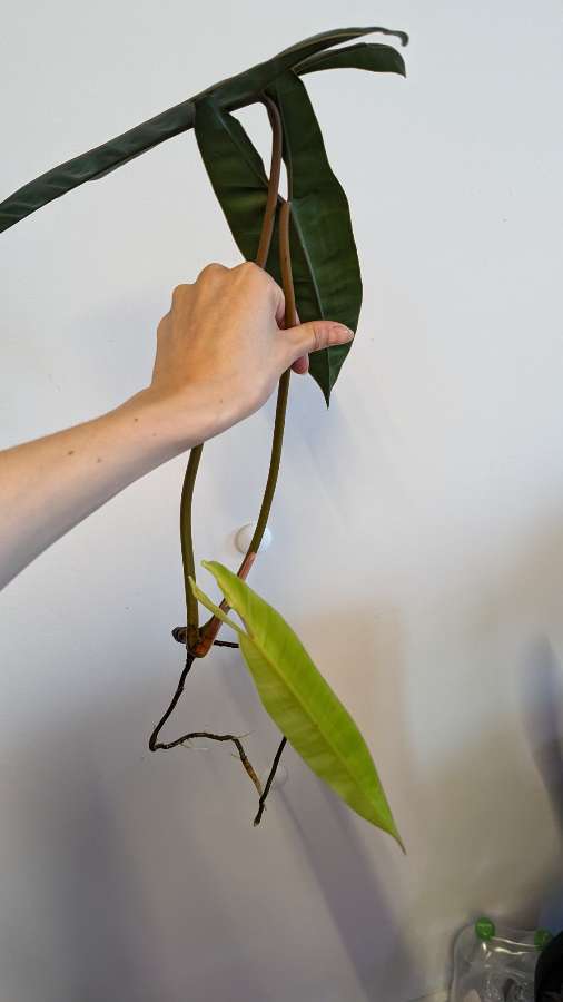 Philodendron billietiae 3